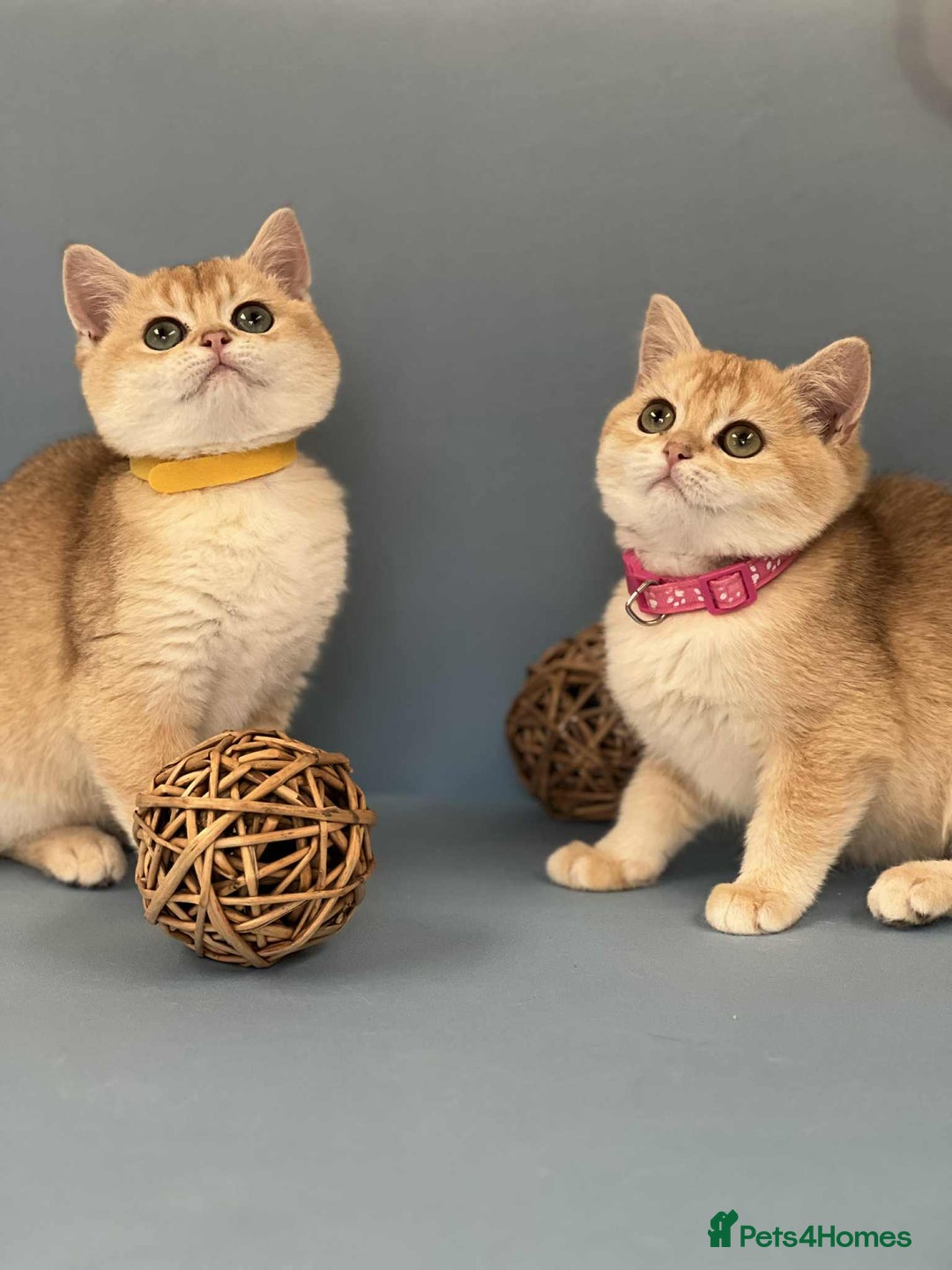 British Shorthair cats for sale: 🫶GCCF - NY12 Golden British Shorthair kittens 🫶 - Image 2