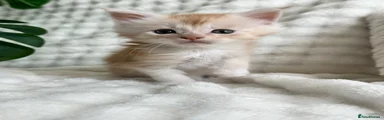 Maine Coon 2
