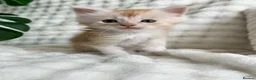 Maine Coon cats for sale: 2 females left ready now  - Advert 26