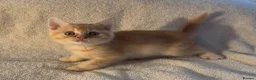 British Shorthair cats for sale: British shorthair kittens from champion lines  - Advert 6