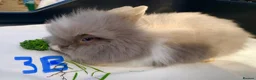 Lionhead rabbits for sale: 5 Gorgeous Double Mane Lion-head Bunnies - Advert 10