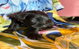 Miniature Schnauzer dogs for sale: Gorgeous KC Reg mini Schnauzers 1 black girl left  - Advert 25