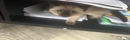 Mixed Breed cats for sale: Title: Stunning Persian x Ragdoll x Siamese Female in Sawbridgeworth - Advert 5