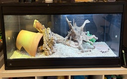 Bearded Dragon reptiles for sale: Bearded Dragon (Plus Full Set Up) Needs a New Home - Image 2