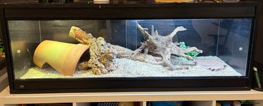 Bearded Dragon reptiles - Advert 2