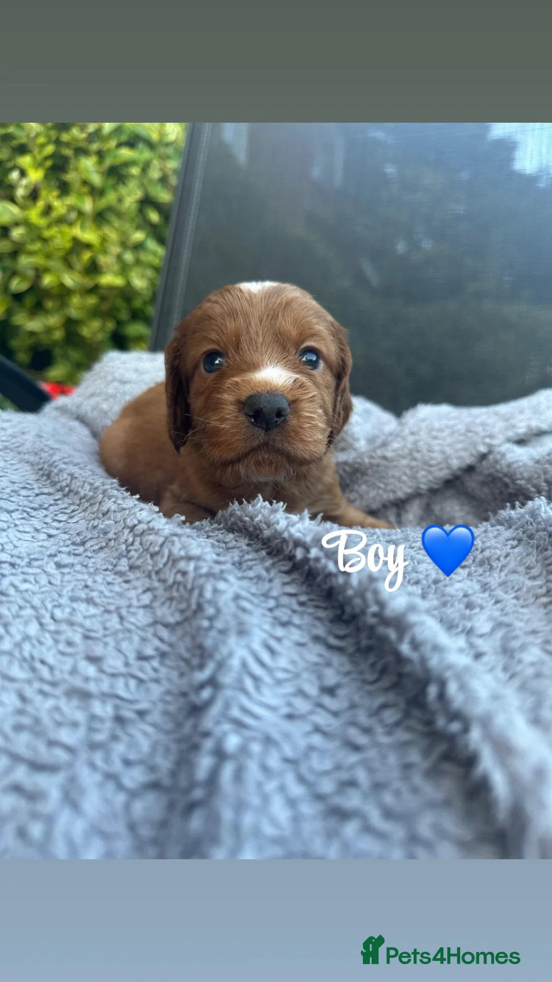 Cockapoo dogs for sale: Stunning litter of cockapoo puppies  in Ashford - Advert 12