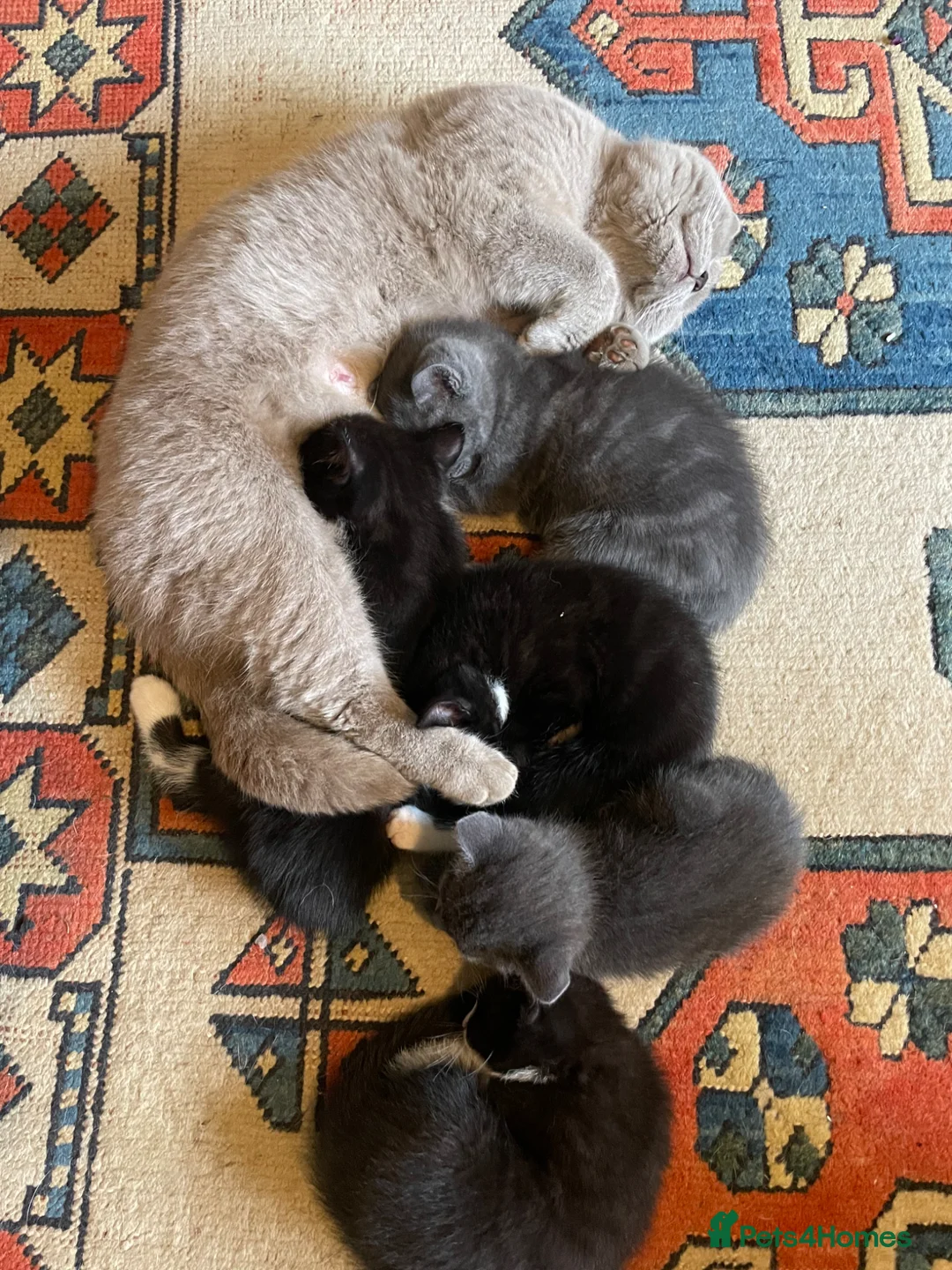 Mixed Breed cats for sale: Lovely half British shorthair half Russian blue  in Godalming - Advert 2