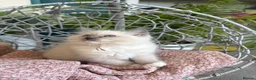Ragdoll cats for sale: TICA & GCCF pedigree ragdoll kittens - Advert 11