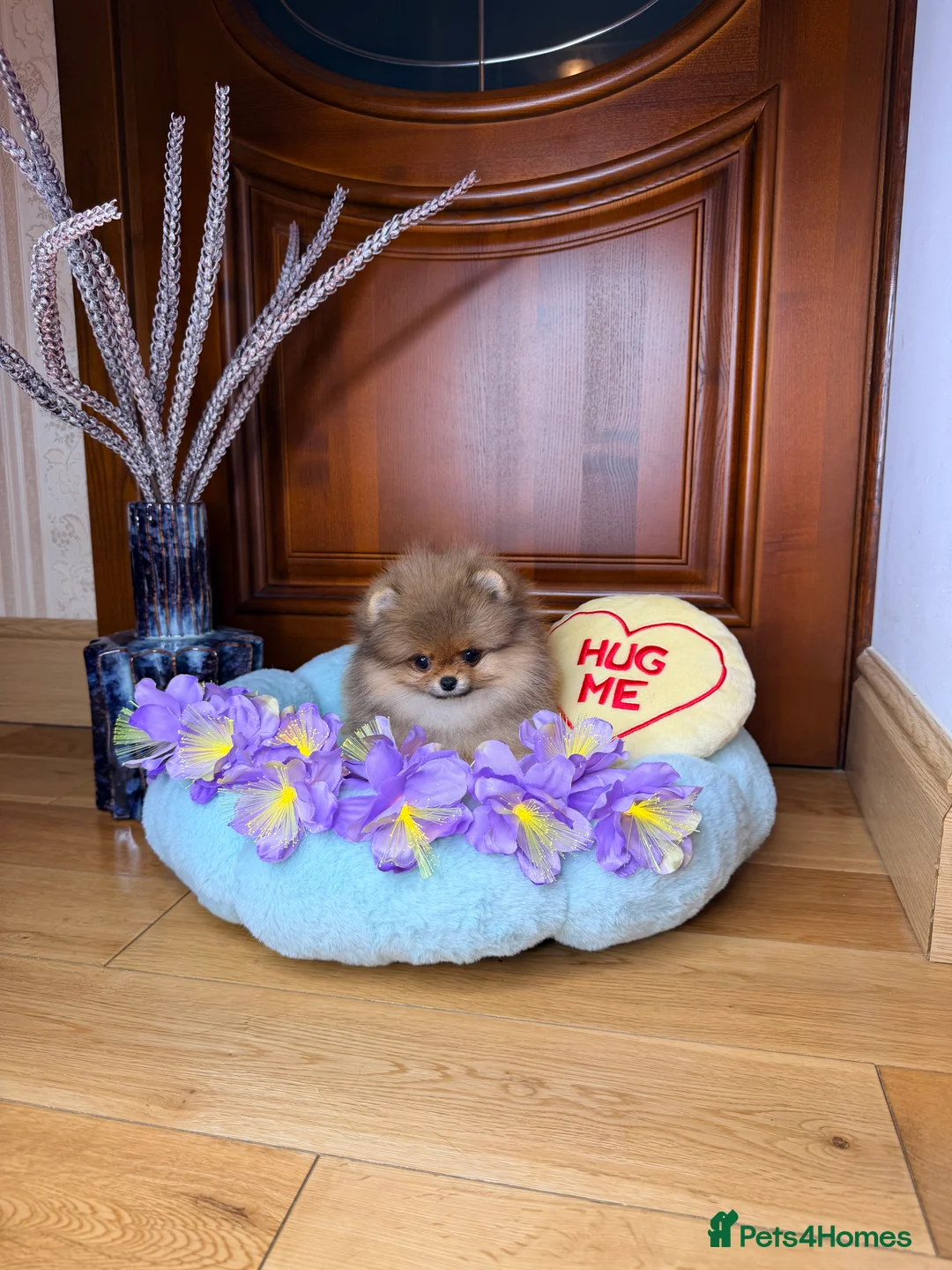 Pomeranian dogs for sale: Orange teddy bear type Pomeranian boy and girl - Advert 31