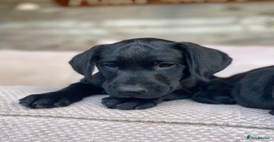 Labrador Retriever dogs - Advert 2