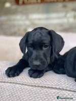 Labrador Retriever dogs - Advert 2