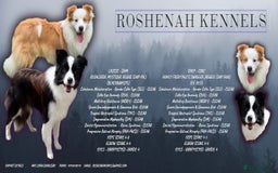Border Collie dogs for sale: Quality Show Line KC Border Collie Males💙 - Image 2