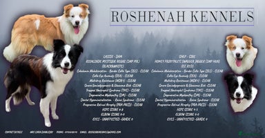 Border Collie dogs - Advert 2