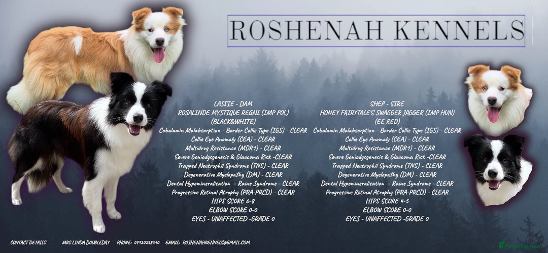 Border Collie dogs for sale: Quality Show Line KC Border Collie Males💙 - Image 2