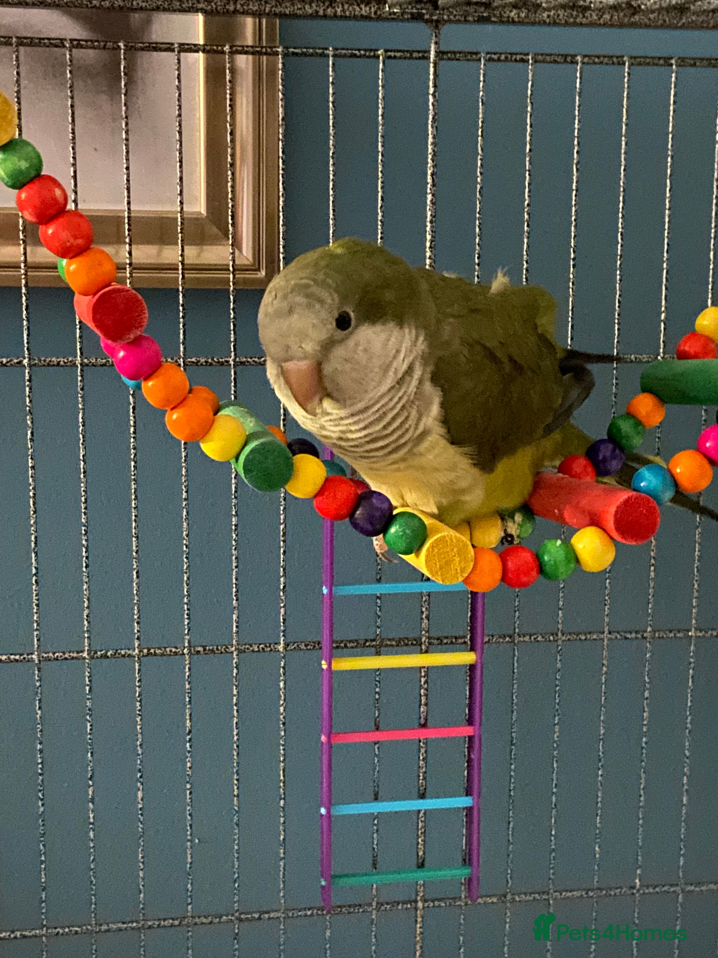 Parakeets birds Green Quaker parrot in need of home - Advert 18