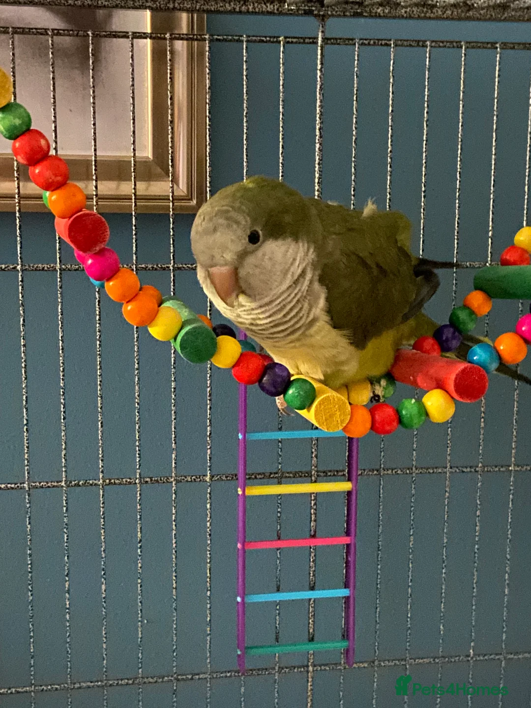 Parakeets birds for sale: Green Quaker parrot in need of home - Advert 1