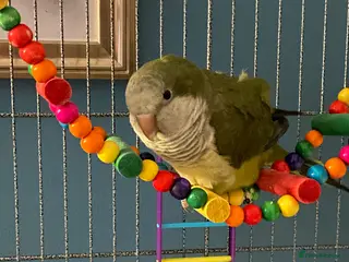 Parakeets birds Green Quaker parrot in need of home - Advert 18