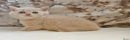 British Shorthair cats for sale: Beautiful British Shorthair kittens  - Advert 6