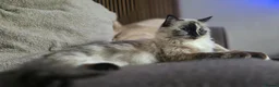 Ragdoll cats for sale: 2 Ragdoll females looking for loving home - Advert 3