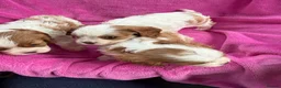 Cavalier King Charles Spaniel dogs for sale: Cavalier King Charles Spaniel puppies - Advert 19