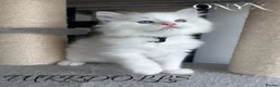 Ragdoll cats for sale: Tica registered ragdoll kittens  - Advert 4