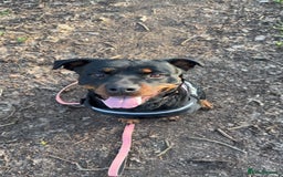 Rottweiler dogs for sale: Zulu 4 year old Rottweiler  - Image 1