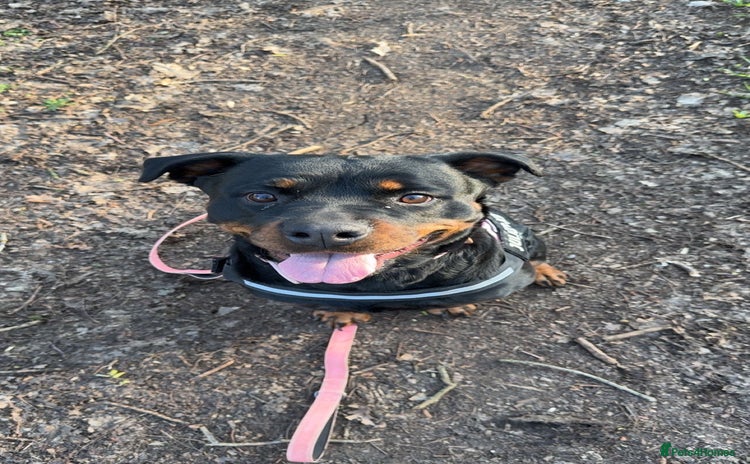 Rottweiler dogs - Advert 7