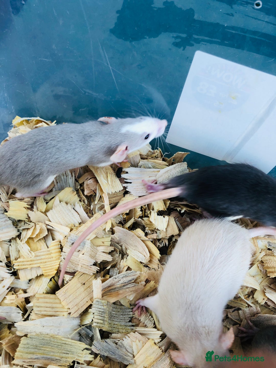 Rat rodents for sale: Baby rats for sale - Advert 7