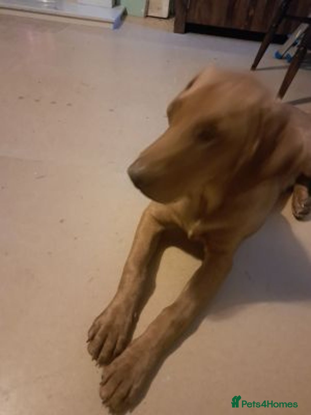 Labrador Retriever dogs for sale: charming labrador retriever boy - Advert 4