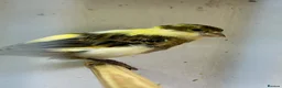 Canaries birds for sale: 5 young aviary bred canaries for sale - Advert 6