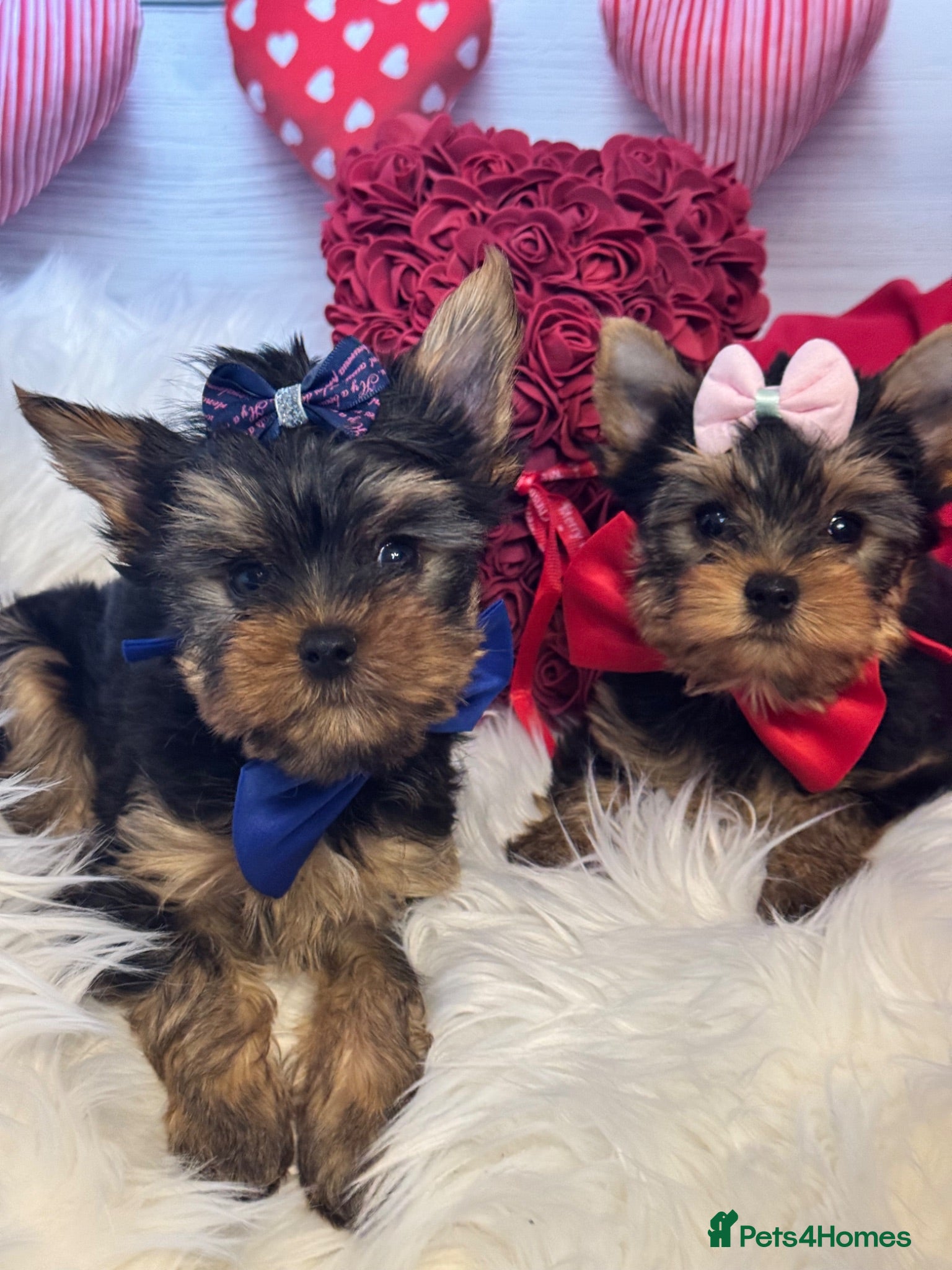 Yorkshire Terrier dogs QUALITY KC REG Yorkshire Terrier Puppies - Advert 15