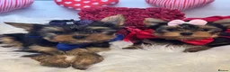Yorkshire Terrier dogs for sale: ‼️REDUCED PRICE‼️QUALITY KC REG Yorkshire Terrier - Advert 4