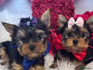 Yorkshire Terrier dogs QUALITY KC REG Yorkshire Terrier Puppies - Advert 15