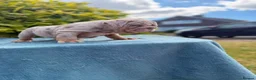 English Bulldog dogs for sale: Ready to leave ENGLISH BULLDOG PUPPIES  - Advert 11
