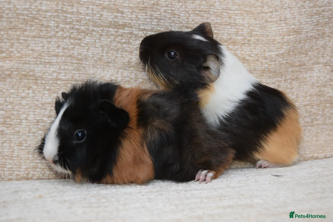 Guinea Pig rodents for sale: Baby Guinea pig's Boys - Advert 16
