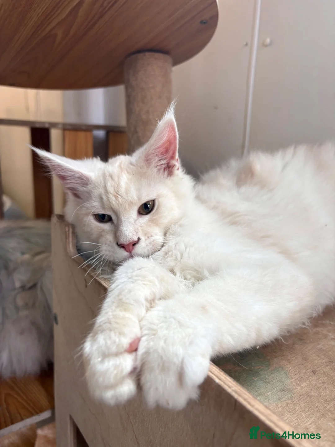 Maine Coon cats for sale: Maine coon kittens  - Advert 1