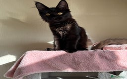 Maine Coon cats for sale: Pedigree GCCF Russian Import line Maine Coons - Image 29