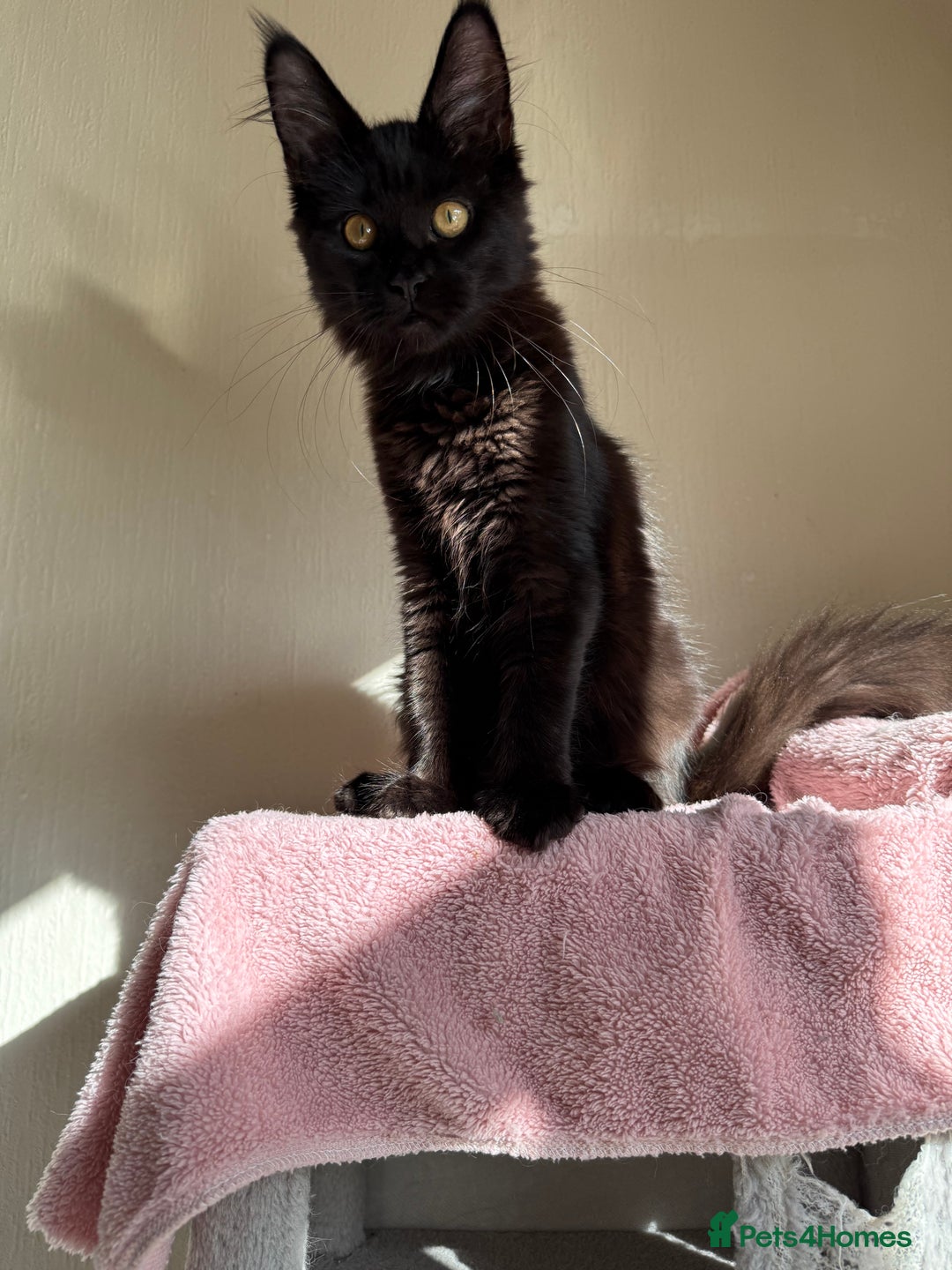 Maine Coon cats for sale: Pedigree GCCF Russian Import line Maine Coons - Image 29