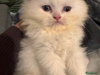 Persian cats Persian kittens for sale! - Advert 15