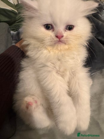 Persian cats Chubby Persian kittens for sale! - Advert 2