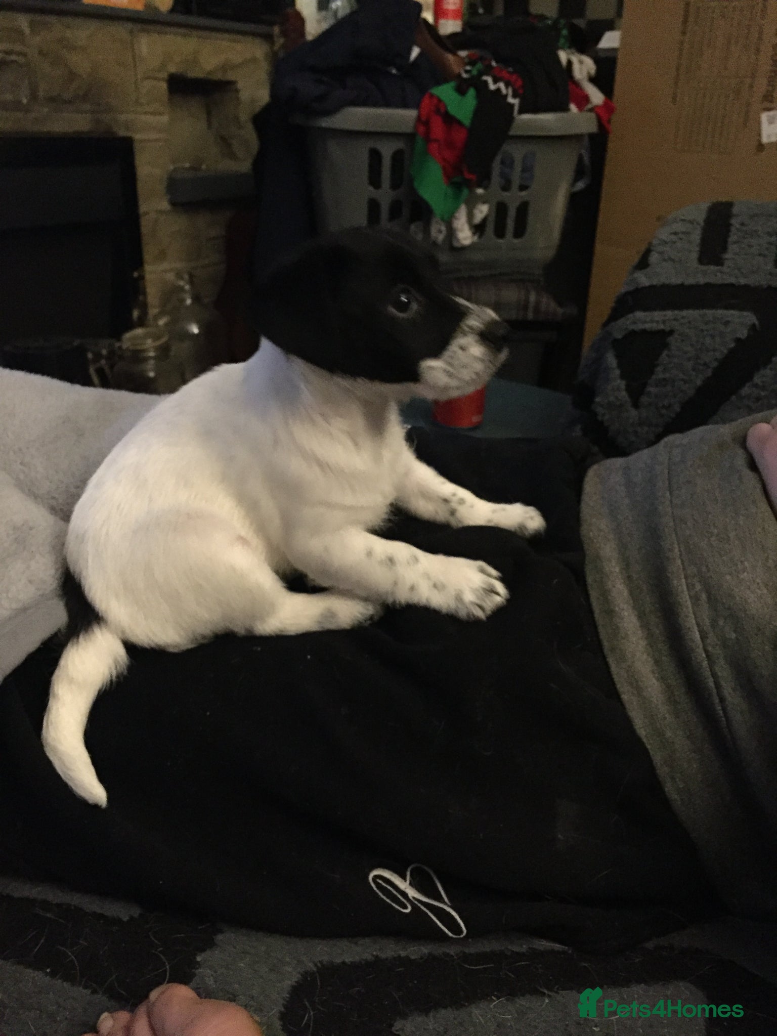 Jack Russell dogs Jack Russell Puppy - Girl - Advert 18