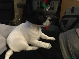 Jack Russell dogs Jack Russell Puppy - Girl - Advert 18