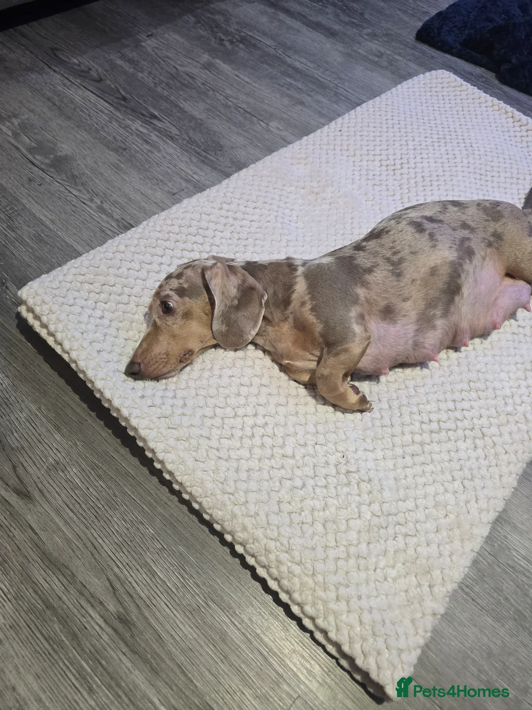 Miniature Dachshund dogs for sale: Miniature daschunds - Advert 6