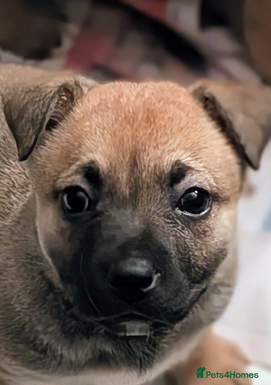 Mixed Breed dogs for sale: MixedBreed Mum Bullboxer Dad-King German Shepherd  - Advert 12