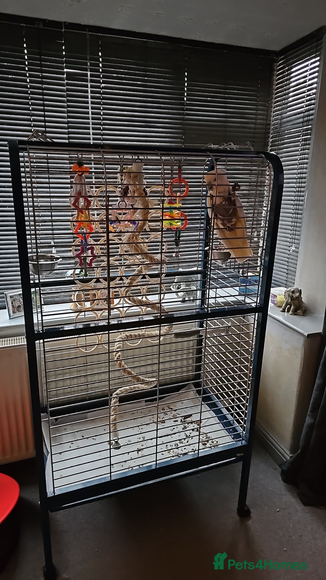 Cockatoo birds for sale: Cockatoo for sale  - Advert 4