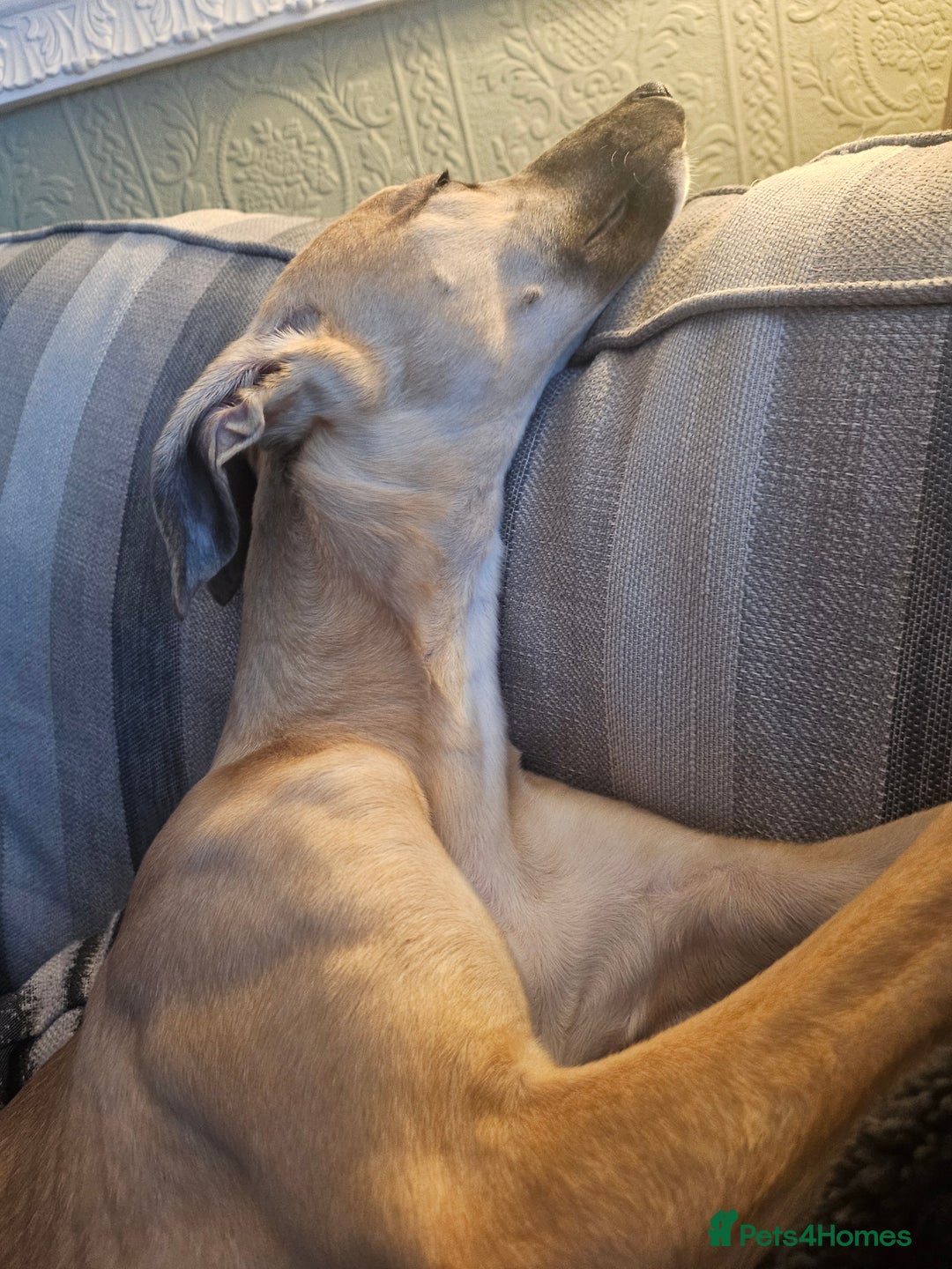 Whippet dogs for sale: Beautiful female whippet  - Advert 3