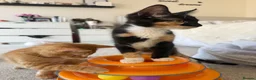 Mixed Breed cats for sale: Sister Kittens (together if possible)  - Advert 3
