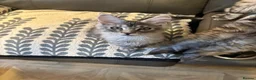 Maine Coon cats for sale: 3 Beautiful Maine Coon kittens forsale in Ammanford - Advert 9