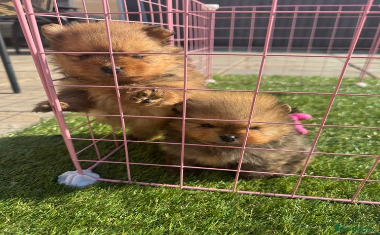 Pomeranian dogs - Advert 10