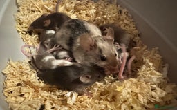 Mouse rodents for sale: Baby fancy mice - Image 4